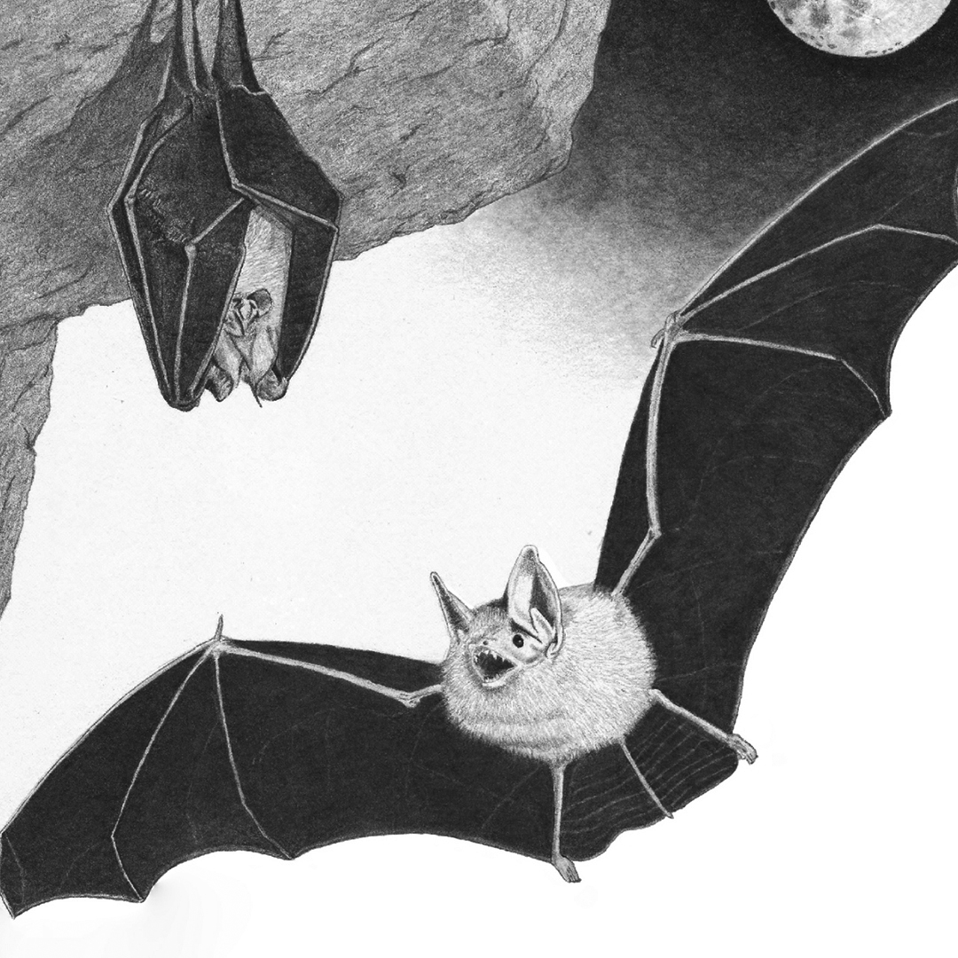 Nuit internationale de la chauve-souris 