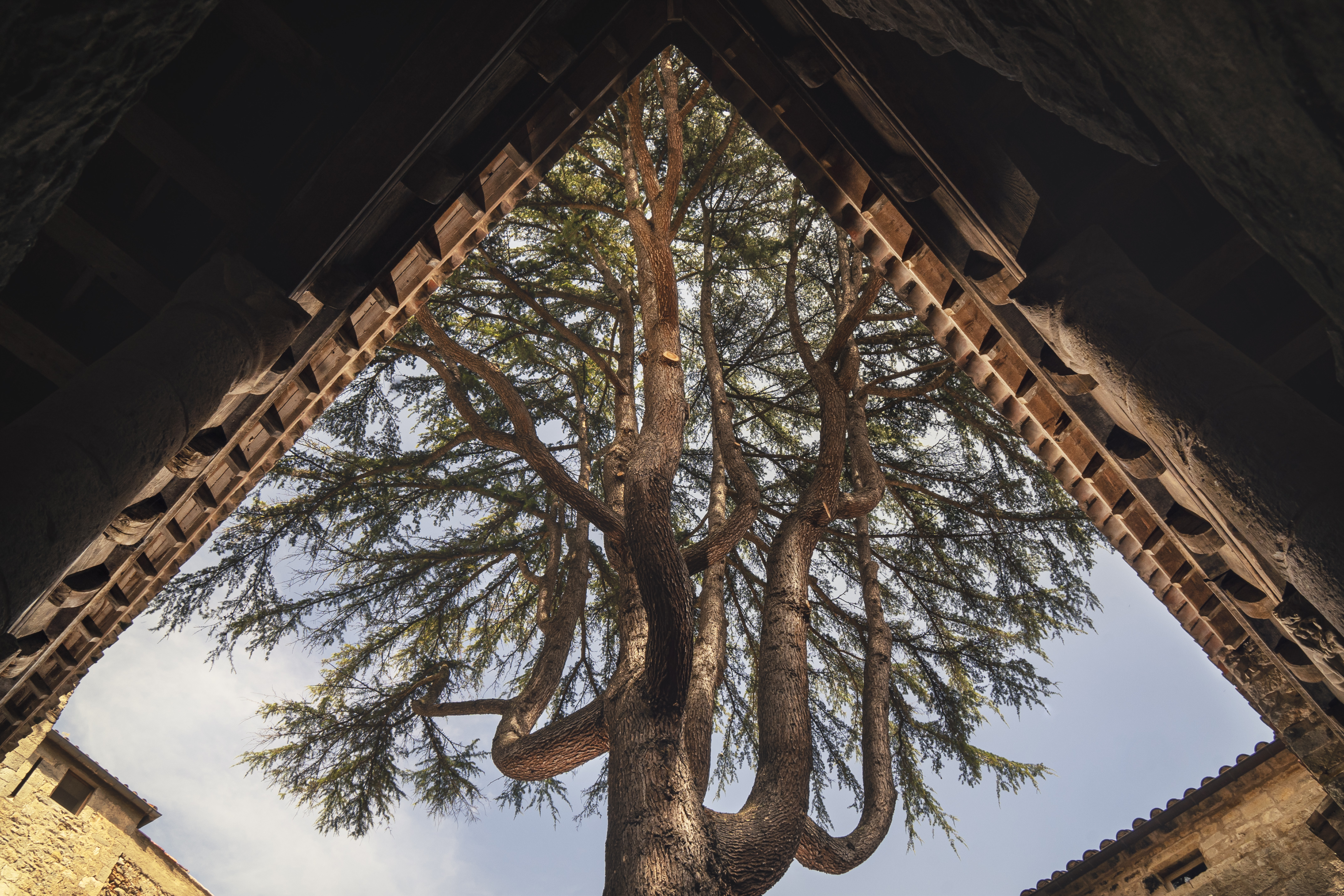 Cèdre cour du logis ©Idriss Bigou-Gilles.jpg