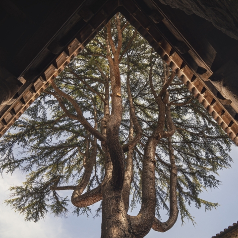 Cèdre cour du logis ©Idriss Bigou-Gilles.jpg